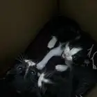 قطط للتبني