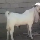 تيس هولندي
