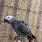 كاسكو اليف حمامه وهدد ( تم البيع )