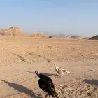 دجاج رومي