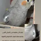 كروان