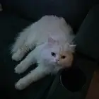 قط شيرازي