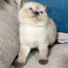 للبيع كتن هملايا