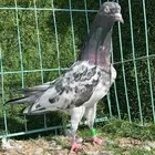 حمام باكستاني صافي