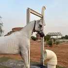 خيل عربي شيخ