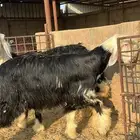 خروف نجدي صنف (تيماء)