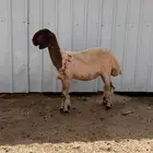 جذعه مقنوي