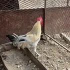 ديك للبيع