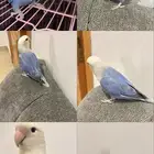 للبيع طقطق