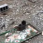 دجاج بلدي