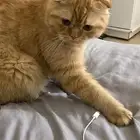 قطو سكوتش فولد