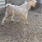 تيس فحل مشروك