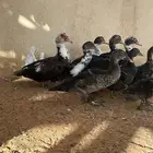 بطه ( بح ) مع عيالها 8