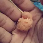 فندقه ببغاوات اذا بتسافر