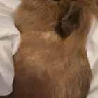وبر غيني أليف
