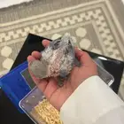 فرخ روز يقبلون غر تم الببع )