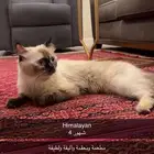 قطة للتبني