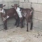 تيوس وشح جذعان