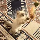 بسه هملايا للبيع