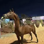 فحل مربط فاخر