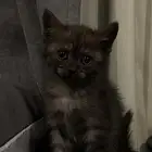 قطط هملايا