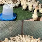 فروخ فيومي للبيع