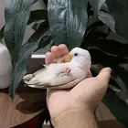 روز اليف للبيع