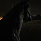 مطلوب اسطبل
