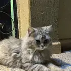 انثى شيرازي اليفه جدا تبني مع اكلها