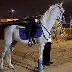 حصان فحل للبيع