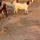 معزاء هولنديات طيبه