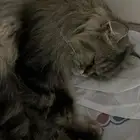 قطه للتبني شيرازي هملايا