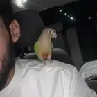 كنيور اناناس