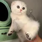 قطط للبيع كيتن سكوتش فولد انثى ذكر شيرازي هملايا قطه بسه قط