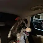 هاسكي