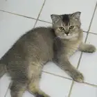 قطط للتبنى