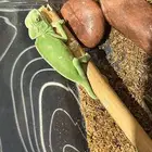 حرباء للبيع