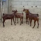 جفار للبيع