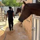 اسطبل للتقبيل