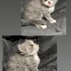 قطط صغار تبني