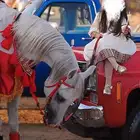 تجهيز خيل للمناسبات
