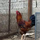 دجاج براهما ديك ودجاجتين
