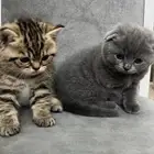 قطط سكوتش للبيع(صغيره الحجم )