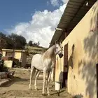 حصان حفيد مروان الشقب