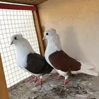 جوز قطيفي مكتف بفرخه