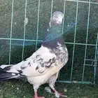 ذكر باكستاني مطيار