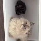 قطط منقذة للتبني