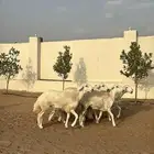 رخال جذعات منوة القناي