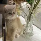 قطه سكوتش ستريت