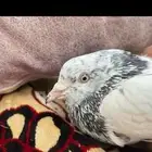 حمام بكستاني طيار